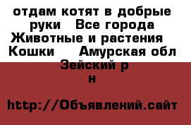 отдам котят в добрые руки - Все города Животные и растения » Кошки   . Амурская обл.,Зейский р-н